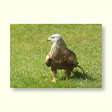 Red Kite in the garden